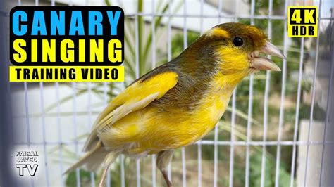 金絲雀唱歌|金絲雀會唱歌 愛唱歌鳥 Singing Canary